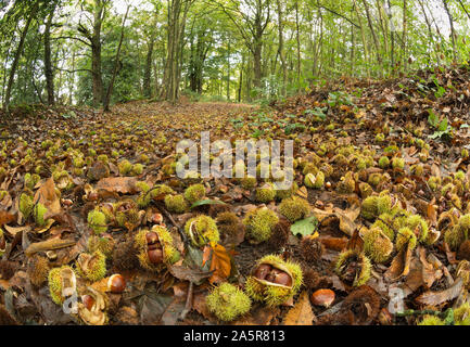 Ripe sweet chestnuts from Castanea sativa completely cover ancient forest woodland in autumn, a free food source for foraging Stock Photo