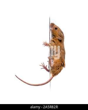 Eurasian harvest mouse, Micromys minutus, climbing in front of white background Stock Photo