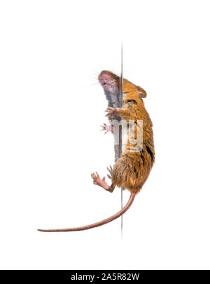 Eurasian harvest mouse, Micromys minutus, climbing in front of white background Stock Photo