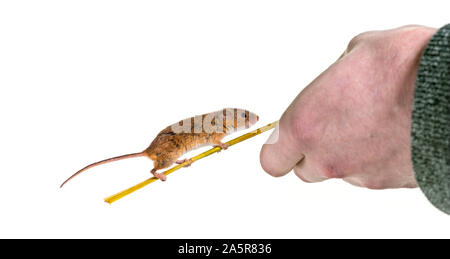 Eurasian harvest mouse, Micromys minutus, climbing twig in front of white background Stock Photo