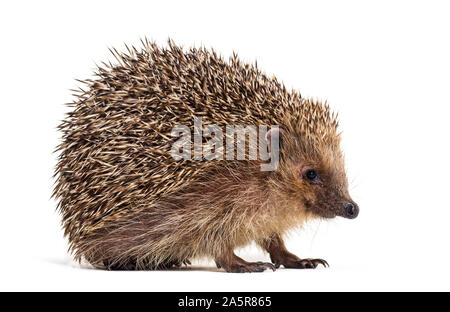 European hedgehog, Erinaceus europaeus, also known as the West European hedgehog or common hedgehog, in front of white background Stock Photo