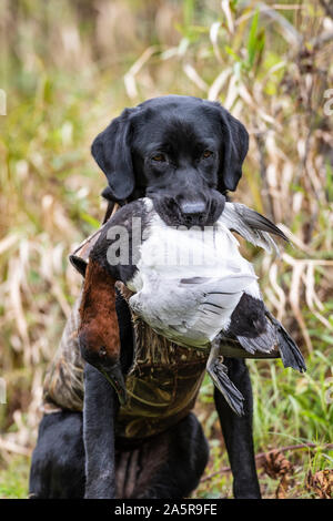 A Black Lab hunting dog with a Drake Canvasback Stock Photo