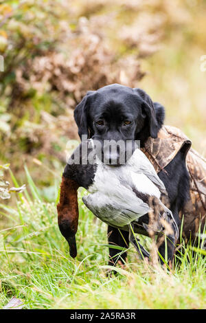 A Black Lab hunting dog with a Drake Canvasback Stock Photo