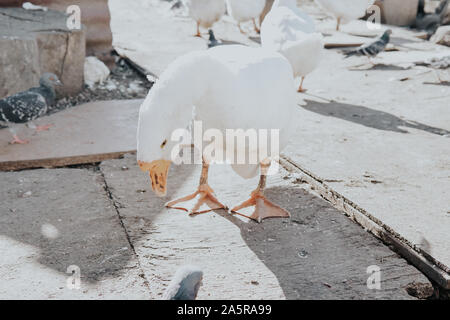 white goose on the farm eats food Stock Photo