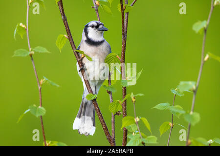 Blue jay perched in a speckled alder tree. Stock Photo