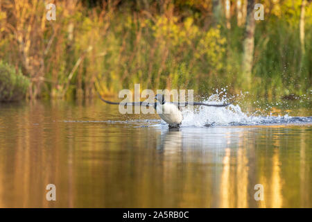 Common loon taking flight from a northern Wisconsin lake. Stock Photo