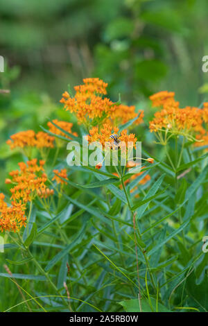 A monarch caterpillar on butterfly weed next to the roadside in northern Wisconsin. Stock Photo