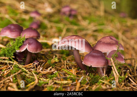 Mycena pura or Lilac Bonnet fruiting body also known as the Lilac Bellcap a poisonous saprophagic fungi that feeds on rotting wood Stock Photo