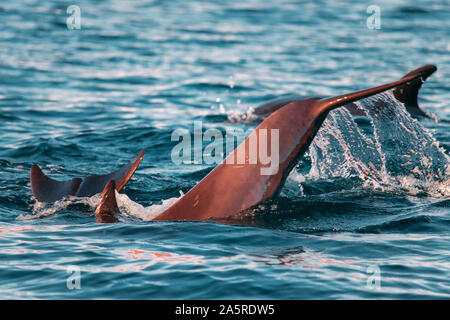 Dolphin shows of its battle scars in the Sea of Cortes. Stock Photo