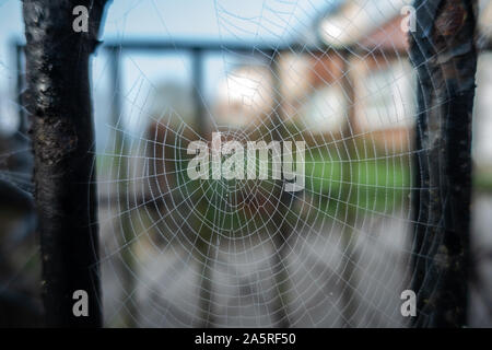 Dew drops on a spider's web early in the morning. Stock Photo