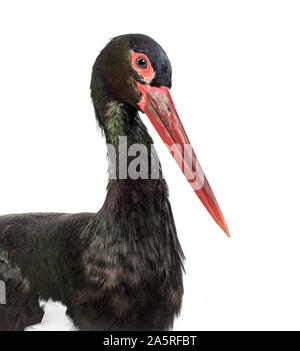 Black stork, Ciconia nigra,  against white background Stock Photo