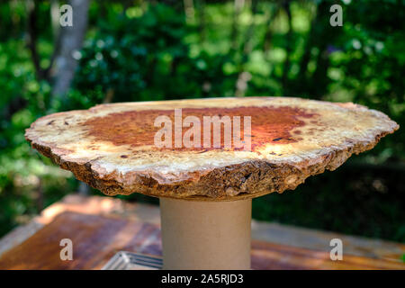 Nature log Afzelia burl wood striped Stock Photo