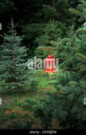 red christmas lantern hanging on a pine tree in pine forest christmas mood Stock Photo
