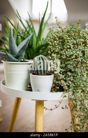 Plants in pots standing on table Stock Photo