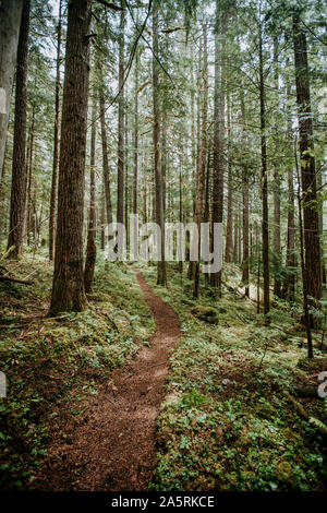 A hiking trail winds through forest in north cascades national park Stock Photo