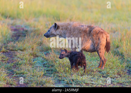 Spotted hyena, Crocuta crocuta, with cub, Masai Mara National Reserve, Kenya, Africa Stock Photo