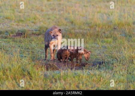 Spotted hyena, Crocuta crocuta, with two cubs, Masai Mara National Reserve, Kenya, Africa Stock Photo