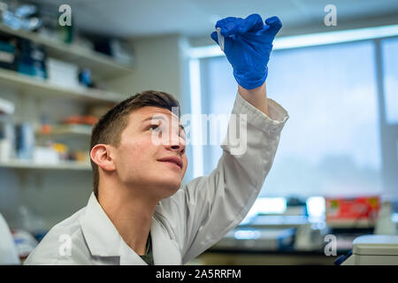 Young science student performing biotechnological experiment in laboratory Stock Photo