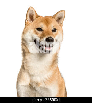 Close-up of Shiba Inu, in front of white background Stock Photo