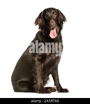 Flat-Coated Retriever sitting against white background Stock Photo