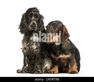 Cocker Spaniels and dachshund sitting against white background Stock Photo