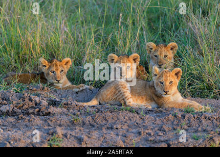 African lion, Panthera Leo, cubs, Masai Mara National Reserve, Kenya, Africa Stock Photo