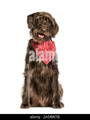 German Shorthaired Pointer sitting against white background Stock Photo