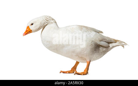 Domestic goose standing against white background Stock Photo