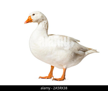 Domestic goose standing against white background Stock Photo