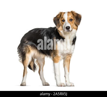 Mixed-breed with a border collie standing against white background Stock Photo