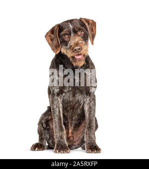 German Wirehaired Pointer also know as Drahthaar sitting against white background Stock Photo