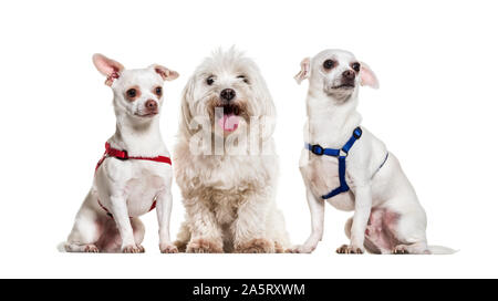 Chihuahua dogs and maltese sitting against white background Stock Photo