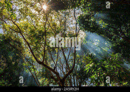 Sunbeams shining through tall trees in the forest Stock Photo