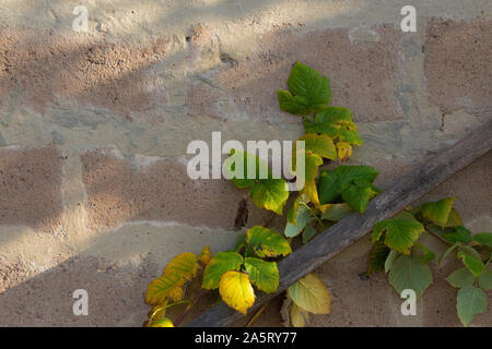 Stone Wall and Branch Background, banner, copy space for your text. Stock Photo