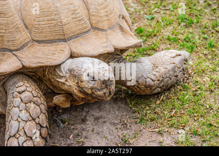 Close up of giant tortoise on green grass. Land reptile. Stock Photo