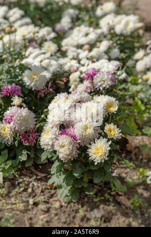 Pink small chrysanthemum grows on a Bush in the Park. Lovely small flowers for cutting and gift. Stock Photo