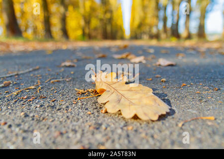oak leaf lies on the autumn road Stock Photo