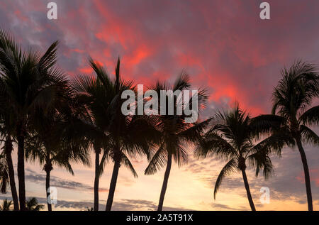 Beautiful pink sunrise over coco palms on Miami Beach, Florida. Stock Photo