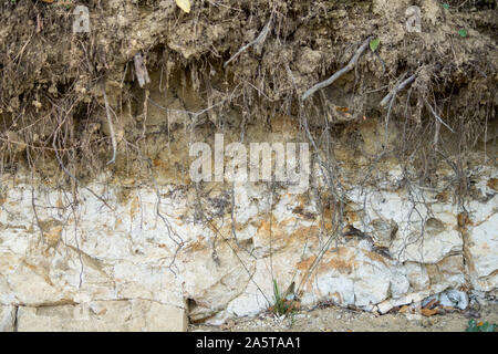 close up of layers of rendzina soil on limestone Stock Photo