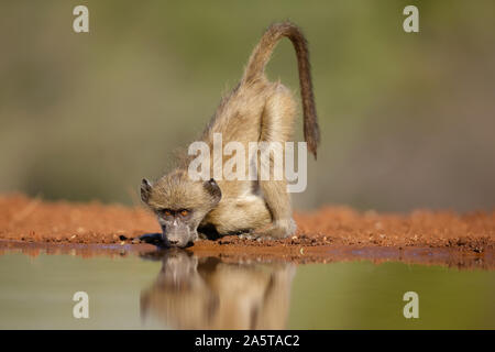 Juvenile Chacma Baboon (Papio ursinus) drinking water, Karongwe Game Reserve, South Africa Stock Photo