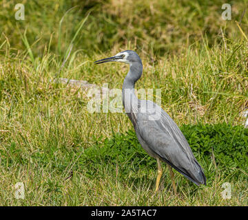 White Faced heron in long grass Stock Photo