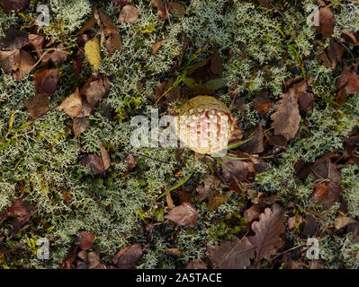 Fly Agaric fungi in the miniature landscape in an English autumn, Kent, England, United Kingdom, Europe Stock Photo