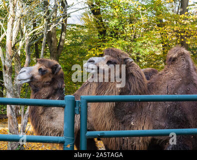 Bactrian camel in Zoo Zlin Stock Photo