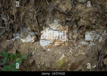 close up roots in front of layers of rendzina soil on limestone Stock Photo