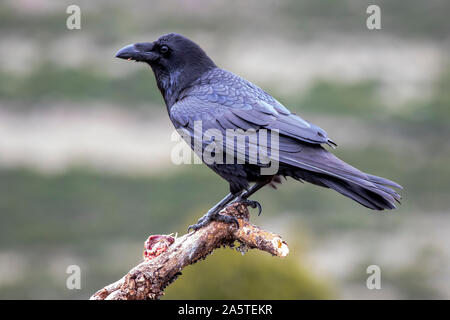 Common raven (Corvus corax), perched on a log. Wild animal life. Stock Photo