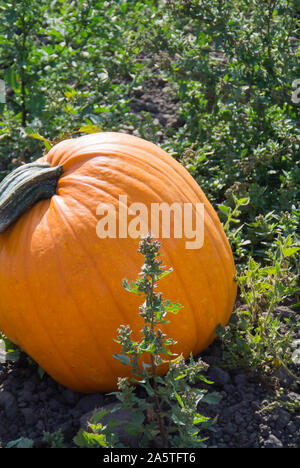 Pumpkin For Purchase in Pumpkin Patch Stock Photo