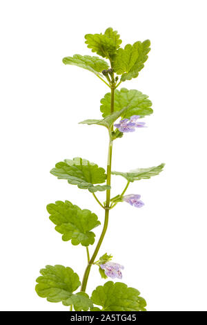 Ground ivy (Glechoma hederacea) standing in front of a white background Stock Photo