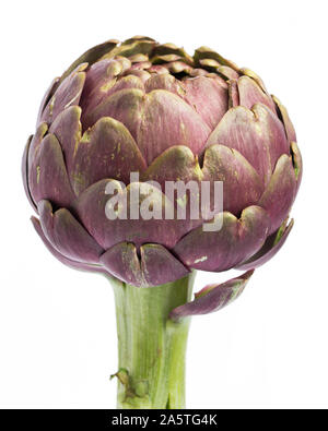 healing plants: Artichoke isolated on white background Stock Photo