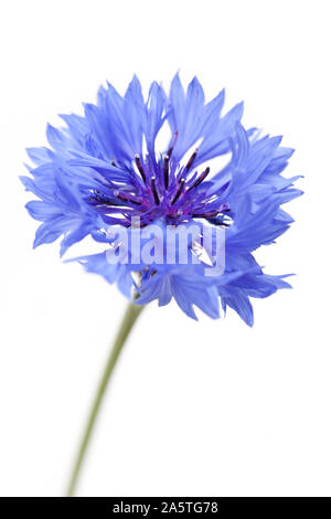 Healing Plants: Cornflower (Centaurea cyanus) - Single blossom on white background Stock Photo