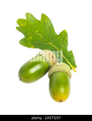 oak acorns an  leaf isolated on white background Stock Photo